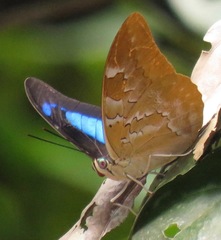 Mesoprepona pheridamas