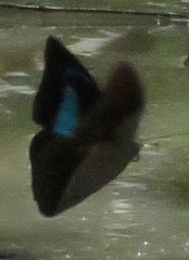 Archaeoprepona meander