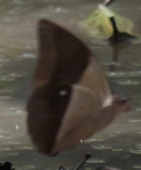 Archaeoprepona meander