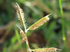 Dactyloctenium australe