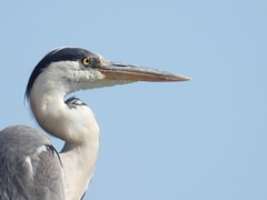 Ardea cinerea