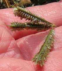 Dactyloctenium australe