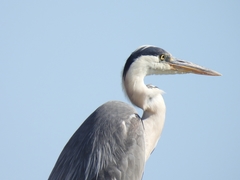 Ardea cinerea