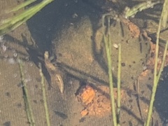 Lissotriton vulgaris