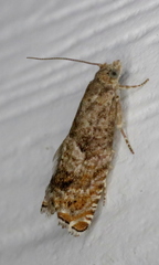 Epinotia solicitana