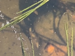 Lissotriton vulgaris