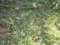 Dactyloctenium australe