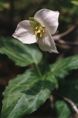 Pseudotrillium rivale