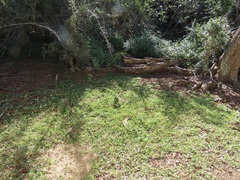 Dactyloctenium australe