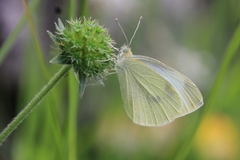 Pieris mannii