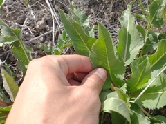 Balsamorhiza serrata