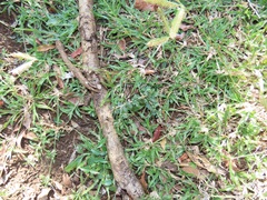 Dactyloctenium australe