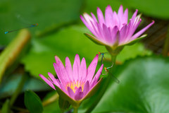 Pseudagrion rubriceps