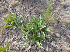Balsamorhiza serrata