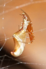 Neospintharus trigonum