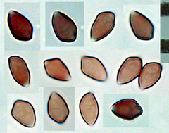 Deconica novae-zelandiae