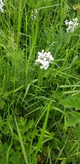 Hesperis matronalis