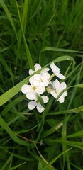 Hesperis matronalis