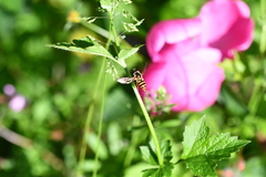 Epistrophe nitidicollis