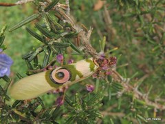 Pseudocreobotra wahlbergi