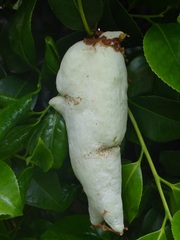 Exobasidium camelliae