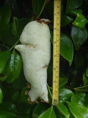 Exobasidium camelliae