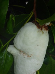 Exobasidium camelliae