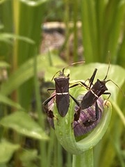 Leptoglossus phyllopus