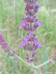 Salvia