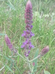 Salvia