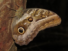 Caligo idomeneus