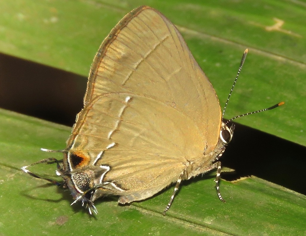 Common Groundstreak