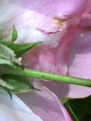 Rosa lucieae