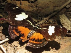 Catonephele numilia