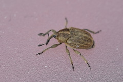 Sibinia pellucens