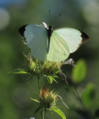Barleria elegans orientalis