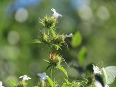 Barleria elegans orientalis