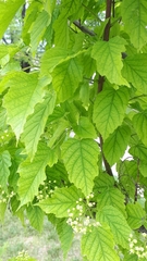 Acer tataricum