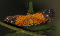 Echenais thelephus