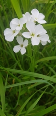 Hesperis matronalis