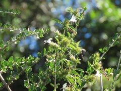 Barleria elegans orientalis