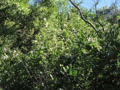 Barleria elegans orientalis