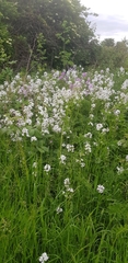 Hesperis matronalis