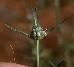 Acrotome angustifolia