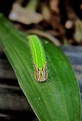 Elymnias hypermnestra