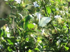 Barleria elegans orientalis