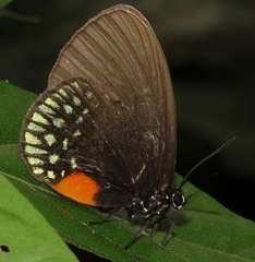 Eumaeus toxana
