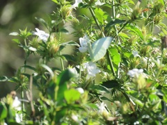 Barleria elegans orientalis