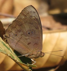 Eunica eurota