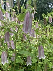 Campanula punctata